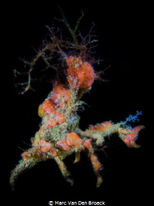 crab camouflage-search the eye by Marc Van Den Broeck 
